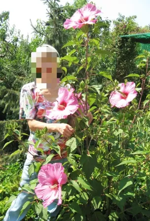 Гибискус травянистый Донецк