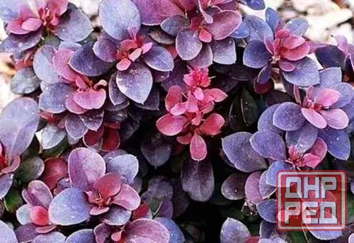 Барбарис сортовой Донецк - изображение 4