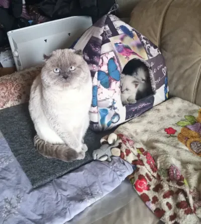 Кошечка Донецк