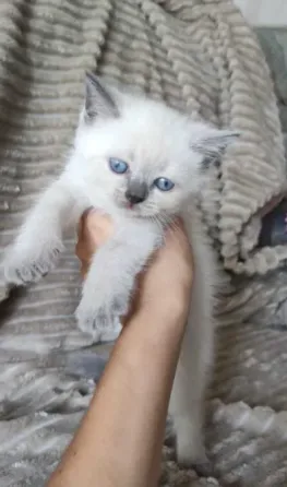 Кошечка Донецк