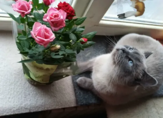 Кошечка Донецк