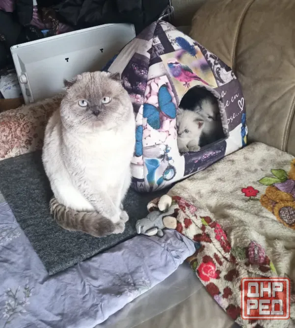 Кошечка Донецк - изображение 2