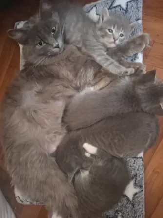 Котята лесная норвежская Донецк