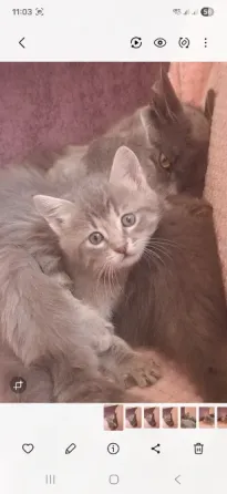 Котята лесная норвежская Донецк