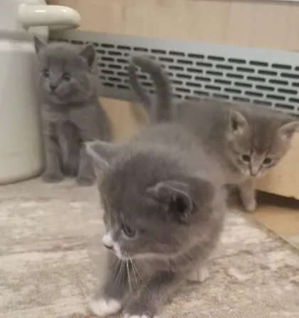 Котята лесная норвежская Донецк
