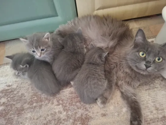 Котята лесная норвежская Донецк