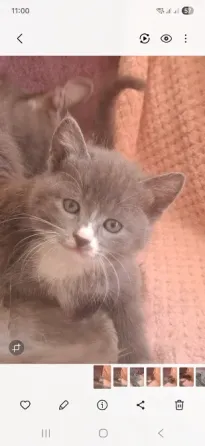 Котята лесная норвежская Донецк