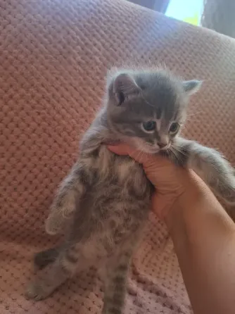 Котята лесная норвежская Донецк