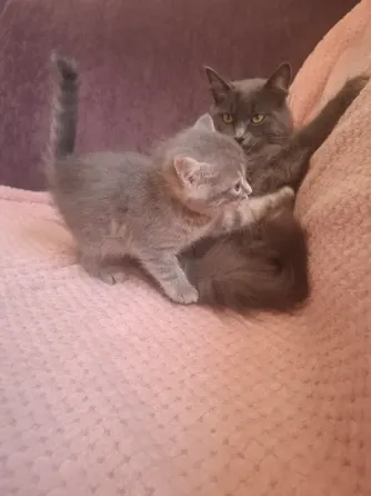 Котята лесная норвежская Донецк