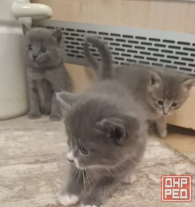 Котята лесная норвежская Донецк - изображение 4