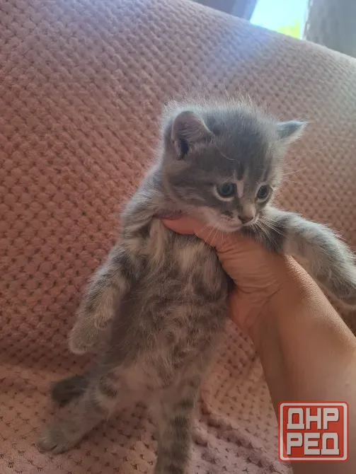 Котята лесная норвежская Донецк - изображение 1