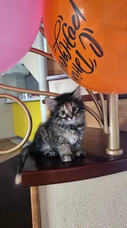 Котенок котята кошечка Донецк