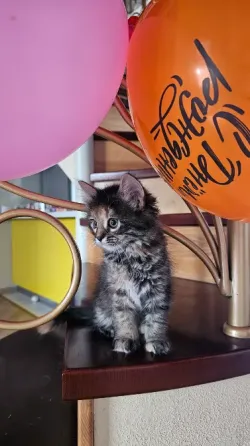 Котенок котята кошечка Донецк