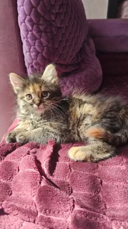 Котенок котята кошечка Донецк