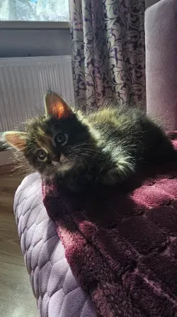 Котенок котята кошечка Донецк