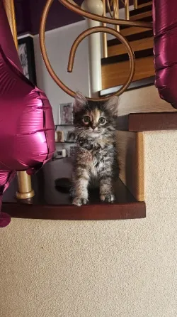 Котенок котята кошечка Донецк
