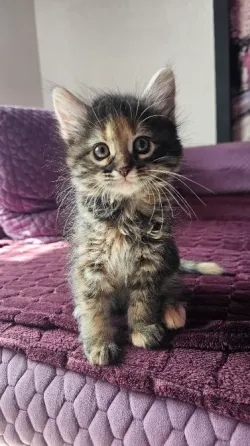 Котенок котята кошечка Донецк