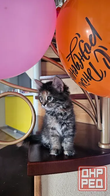 Котенок котята кошечка Донецк - изображение 2