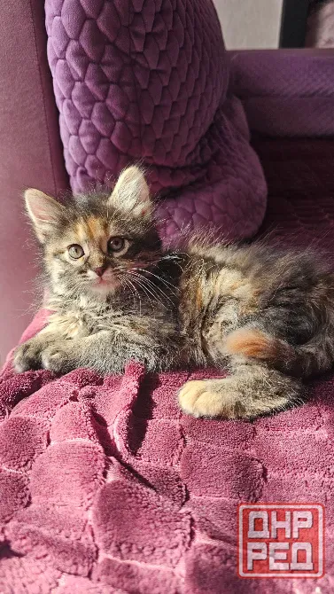 Котенок котята кошечка Донецк - изображение 4