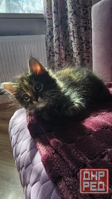 Котенок котята кошечка Донецк - изображение 6
