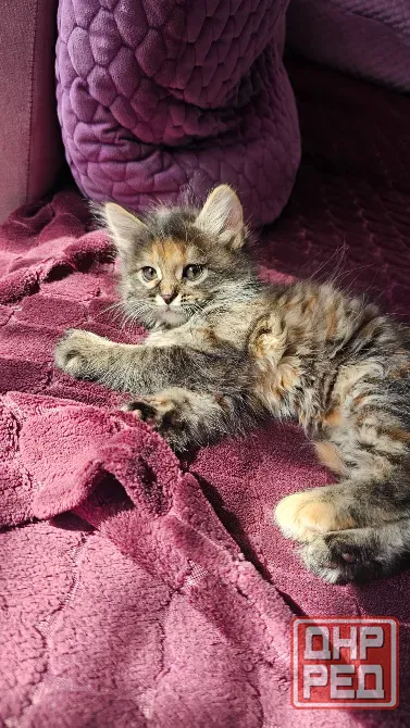 Котенок котята кошечка Донецк - изображение 7