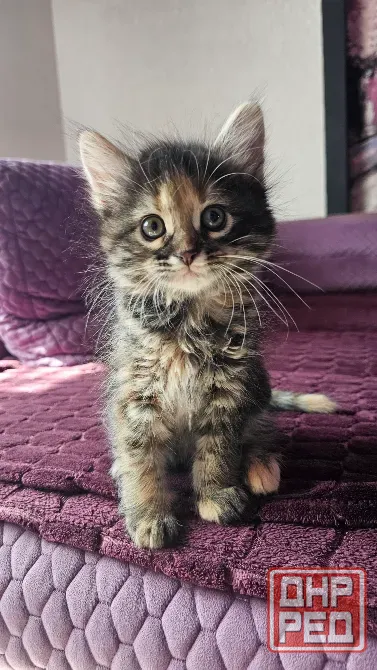 Котенок котята кошечка Донецк - изображение 5