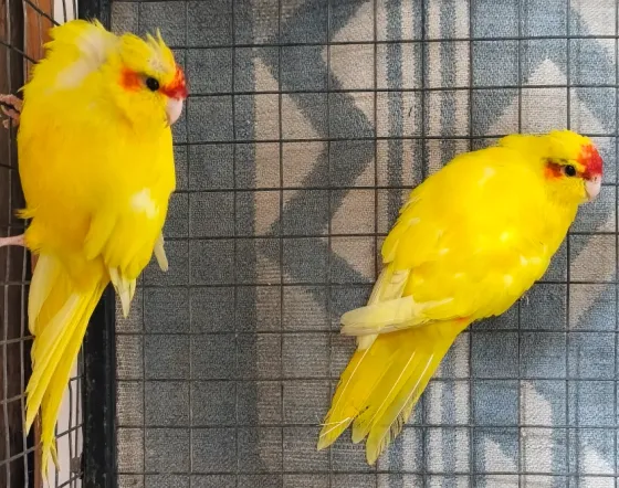 Какарики Донецк
