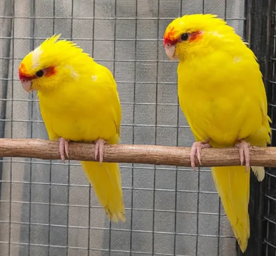 Какарики Донецк