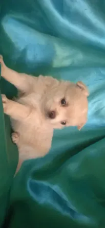 Мальчик длинношерстный Донецк