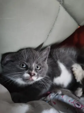 Котенок Макеевка