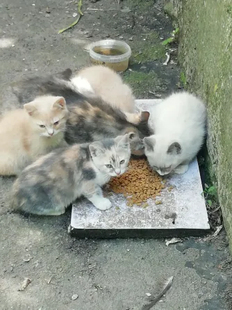 Котята рыжего окраса Донецк