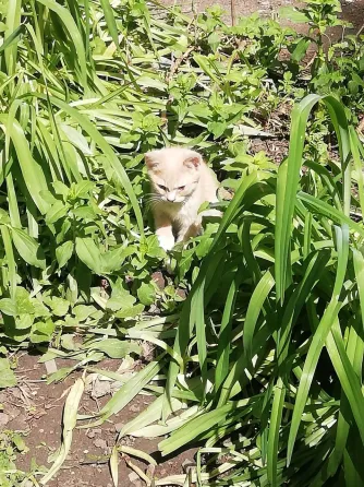 Котята рыжего окраса Донецк