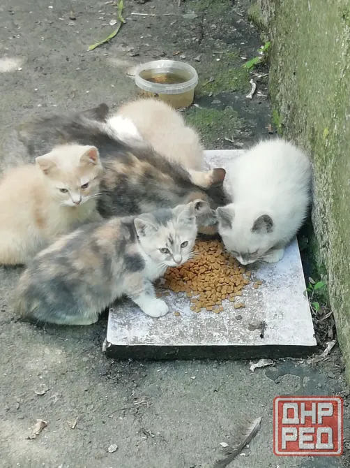 Котята рыжего окраса Донецк - изображение 2