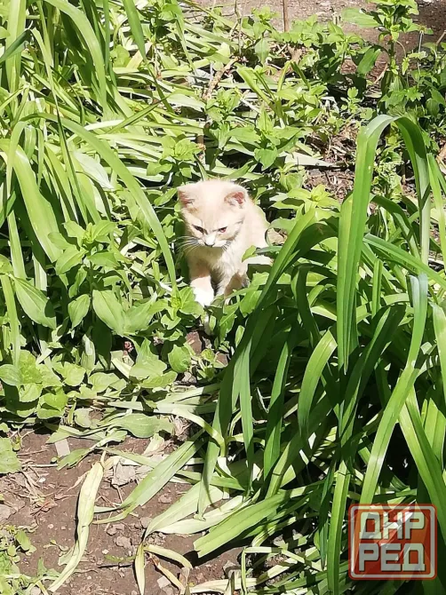 Котята рыжего окраса Донецк - изображение 1