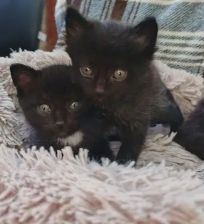 Котята Мариуполь