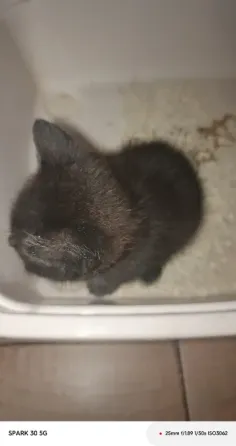 Котята Мариуполь