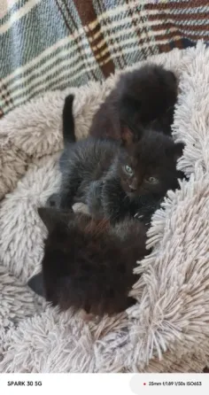 Котята Мариуполь