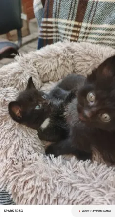 Котята Мариуполь
