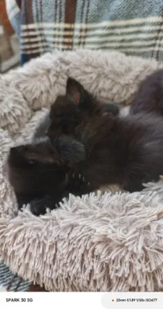 Котята Мариуполь