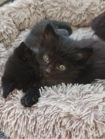 Котята Мариуполь