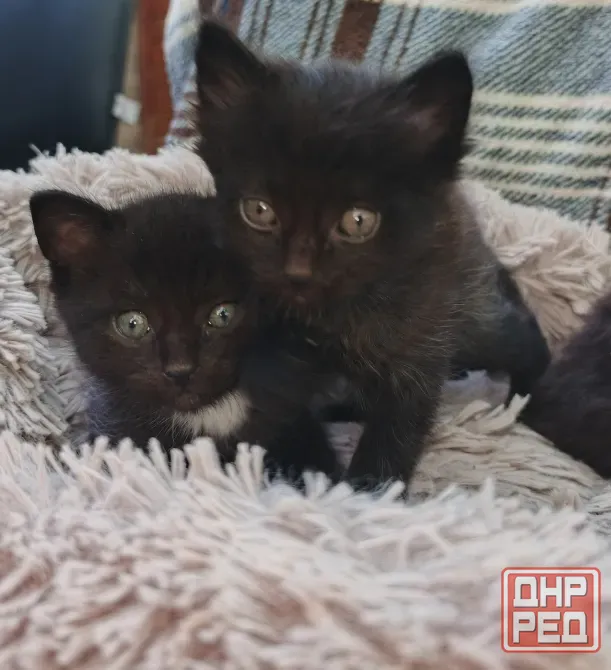 Котята Мариуполь - изображение 1