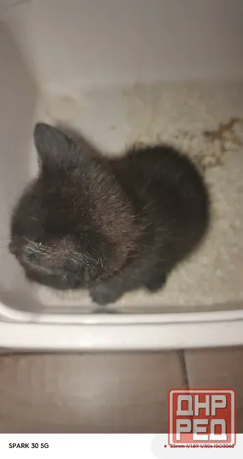 Котята Мариуполь - изображение 6