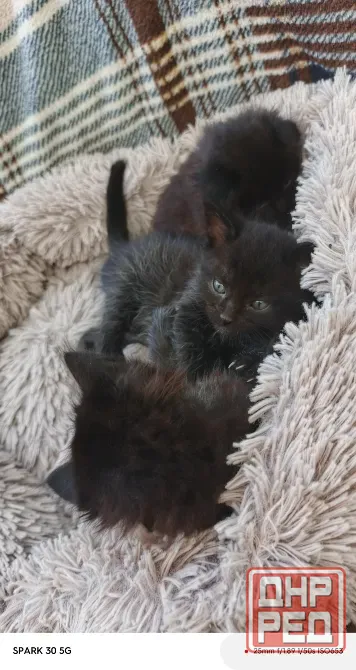 Котята Мариуполь - изображение 3