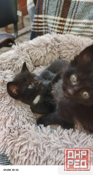 Котята Мариуполь - изображение 2
