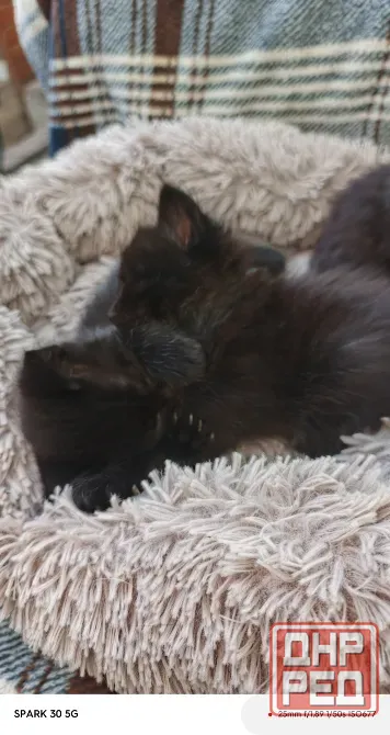 Котята Мариуполь - изображение 4