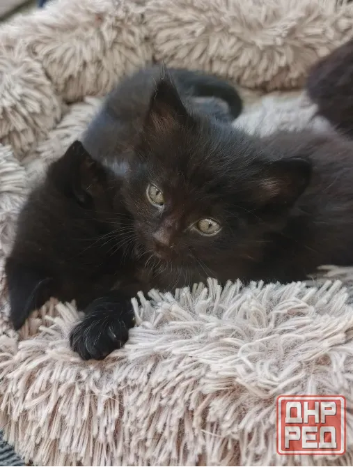 Котята Мариуполь - изображение 5