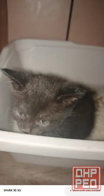 Котята Мариуполь - изображение 7