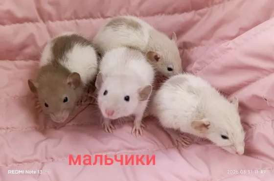 Мальчики Дамбо Донецк