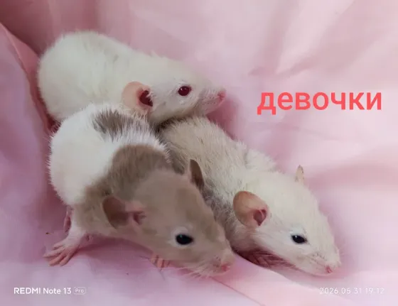 Дамбо. Девчонки Донецк