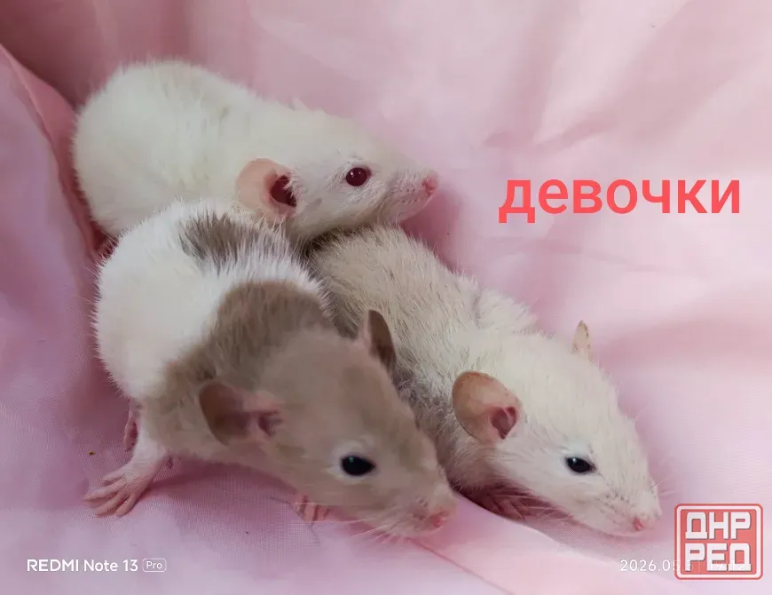 Дамбо. Девчонки Донецк - изображение 1